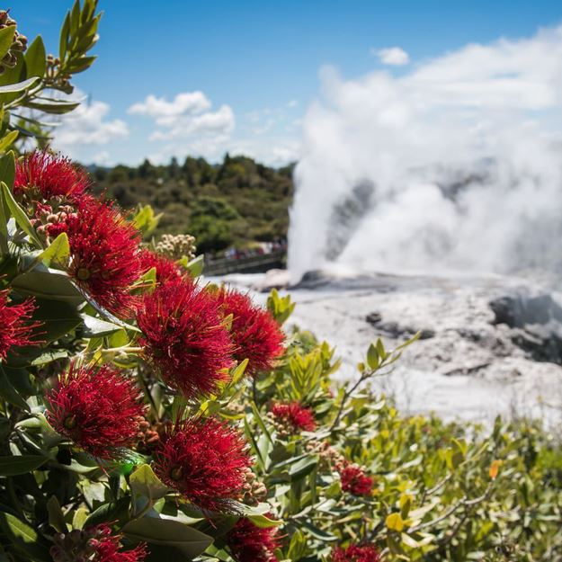 Pōhutukawa tree at Te Puia