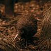 Picture of Te Rā Combo
