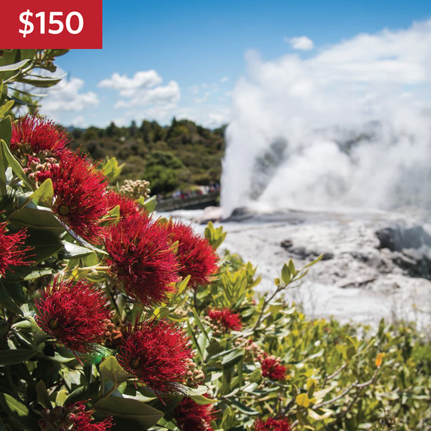 Pōhutukawa tree at Te Puia